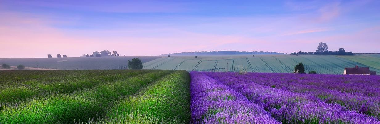 Image header